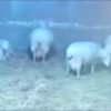 کره گوسفندی روغن و کشک گوسفندی ارگانیک