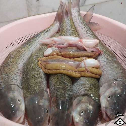 فروش انواع ماهی های دریایی…